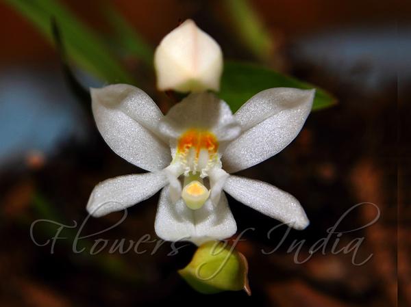 Fragrant Coelogyne
